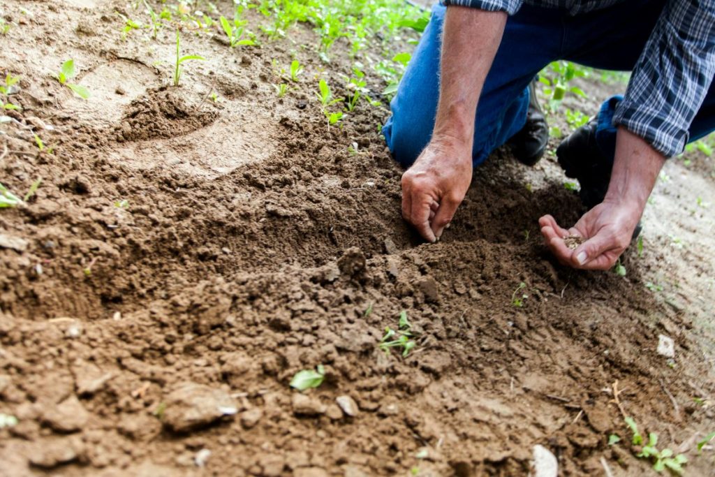 Experto-de-FP-en-Actividades-Agropecuarias-realizando-una-siembra